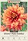 Dazzling Magic Decorative Dinnerplate Dahlia - 2 Bulb Clumps